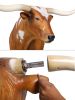 Texas Longhorn Bull